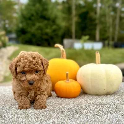 Poodle Red Puppy for sale - AYPE8472