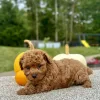 Poodle Red Puppy for sale - AYPE8472
