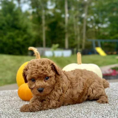 Poodle Red Puppy for sale - AYPE8472