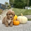 Poodle Red Puppy for sale - AYPE8474