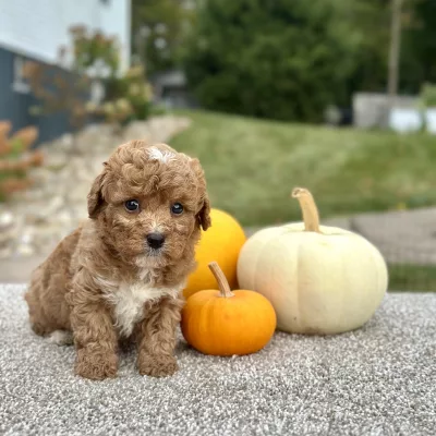 Poodle Red Puppy for sale - AYPE8474