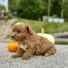 Poodle Red Puppy for sale - AYPE8474