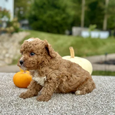 Poodle Red Puppy for sale - AYPE8474