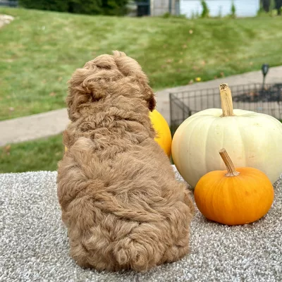 Poodle Red Puppy for sale - AYPE8474