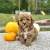 Poodle Red Puppy for sale - AYPE8473