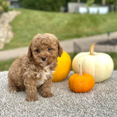 Poodle Red Puppy for sale - AYPE8473