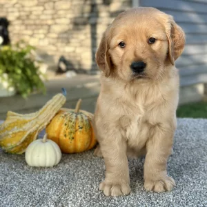 Golden Retriever puppy for sale