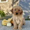 Golden Retriever puppy for sale