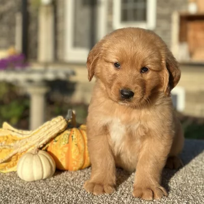 Golden Retriever puppy for sale