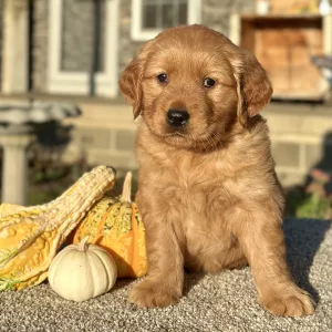 Golden Retriever puppy for sale