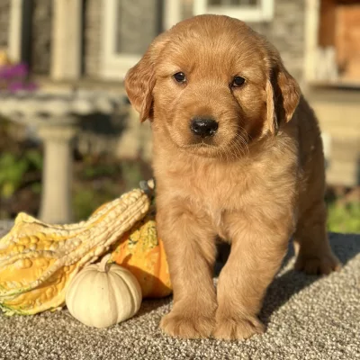 Golden Retriever puppy for sale
