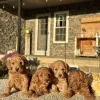 Mini Goldendoodle puppies for sale
