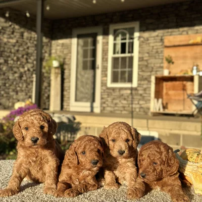 Mini Goldendoodle puppies for sale