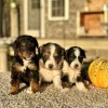 Aussie Mountain Doodle puppies for sale, Aussie Mountain Doodle puppy for sale