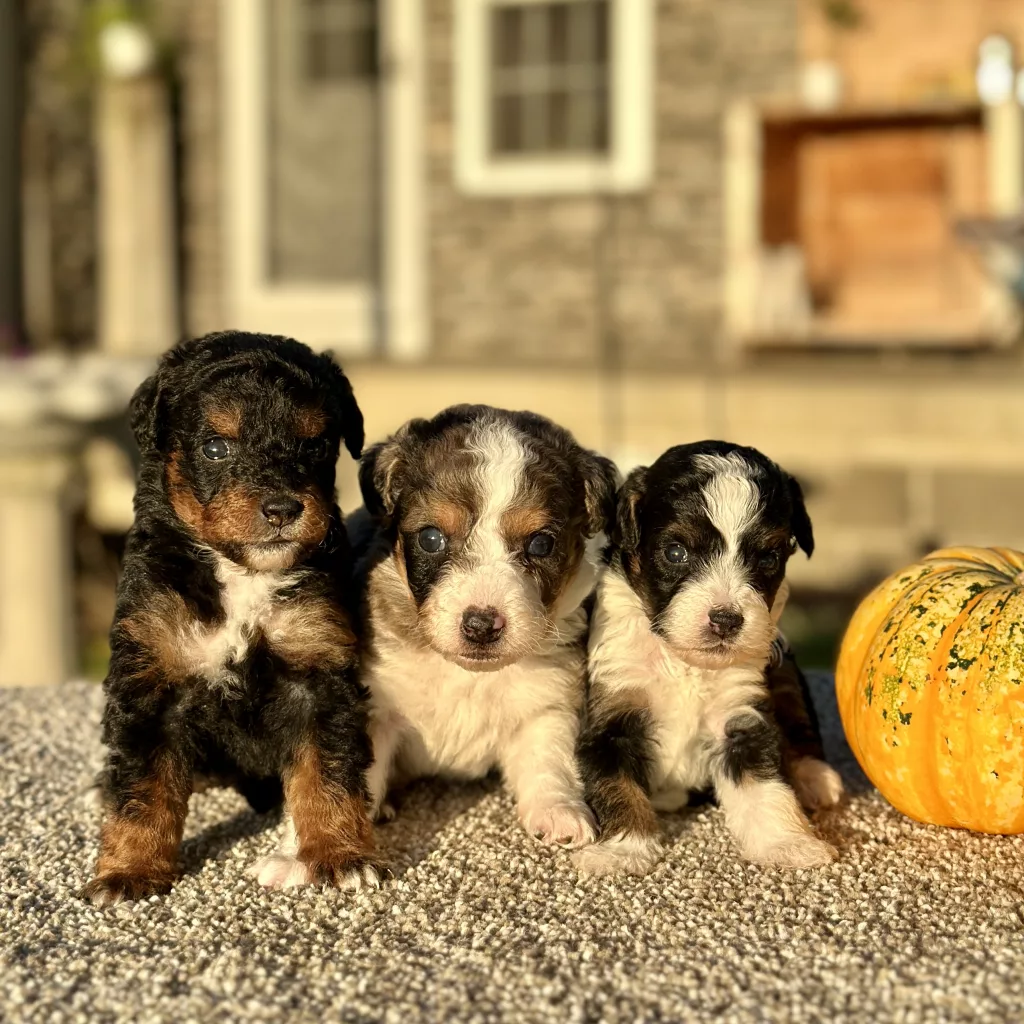 Aussie Mountain Doodle puppies for sale, Aussie Mountain Doodle puppy for sale