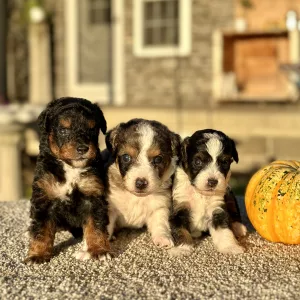 Aussie Mountain Doodle puppies for sale, Aussie Mountain Doodle puppy for sale