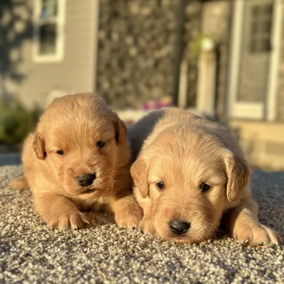Golden Retriever Puppies for sale