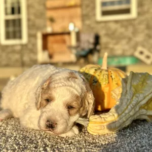 Mini Goldendoodle Litter for Sale