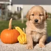 Golden Retriever Golden Puppy for sale - LMGR0901