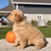 Golden Retriever Golden Puppy for sale - LMGR0901