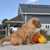 Golden Retriever Golden Puppy for sale - LMGR0901