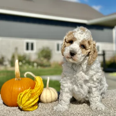 Goldendoodle White and Tan Puppy for sale - LMGD0904