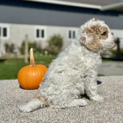 Goldendoodle White and Tan Puppy for sale - LMGD0904