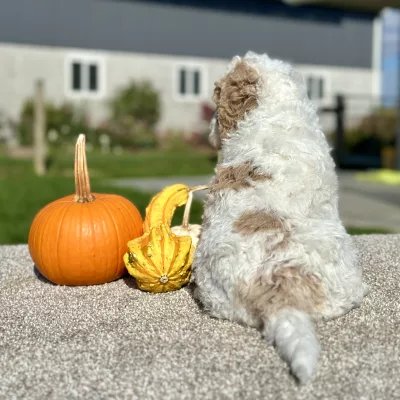 Goldendoodle White and Tan Puppy for sale - LMGD0904