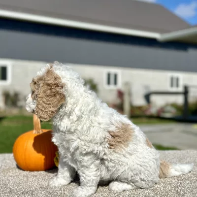 Goldendoodle White and Tan Puppy for sale - LMGD0904