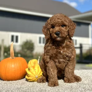Goldendoodle Red Puppy for sale - LMGD0905