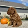 Goldendoodle Red Puppy for sale - LMGD0905