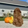 Goldendoodle Red Puppy for sale - LMGD0905