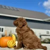 Goldendoodle Red Puppy for sale - LMGD0905