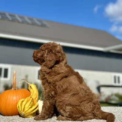 Goldendoodle Red Puppy for sale - LMGD0905
