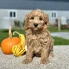 Goldendoodle Light Red Puppy for sale - LMGD0915