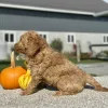 Goldendoodle Light Red Puppy for sale - LMGD0915