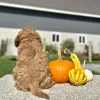 Goldendoodle Light Red Puppy for sale - LMGD0915