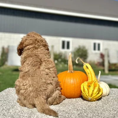 Goldendoodle Light Red Puppy for sale - LMGD0915