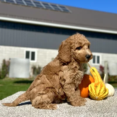 Goldendoodle Light Red Puppy for sale - LMGD0915
