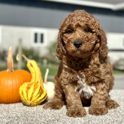 Goldendoodle Red Puppy for sale - LMGD0908