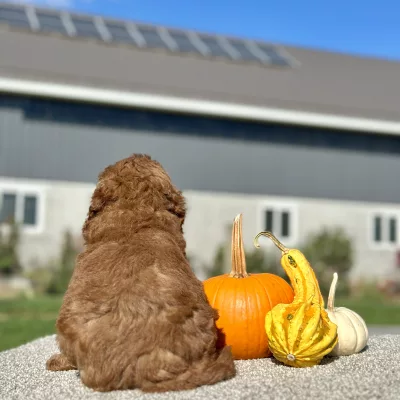 Goldendoodle Red Puppy for sale - LMGD0908