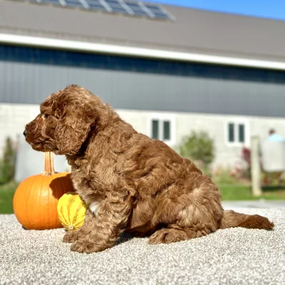Goldendoodle Red Puppy for sale - LMGD0908