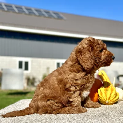 Goldendoodle Red Puppy for sale - LMGD0908