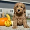 Goldendoodle Red Puppy for sale - LMGD0903