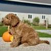 Goldendoodle Red Puppy for sale - LMGD0903