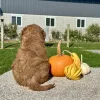 Goldendoodle Red Puppy for sale - LMGD0903