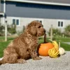 Goldendoodle Red Puppy for sale - LMGD0903