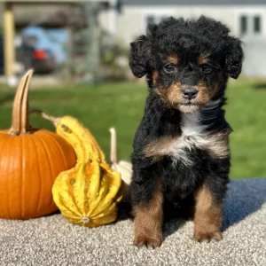 Mountain Doodle Tri Puppy for sale - LMMD0913