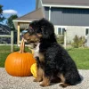Mountain Doodle Tri Puppy for sale - LMMD0913