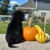 Mountain Doodle Tri Puppy for sale - LMMD0913